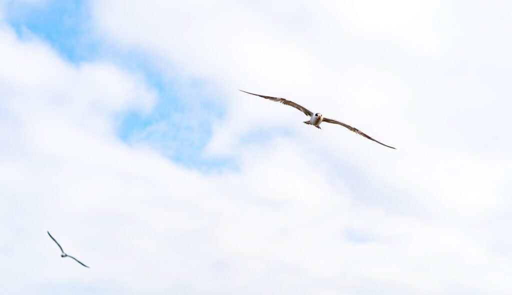 “Save the millionaire networks”: the Free Our Feeds movement wants a social ecosystem free from the control of the rich