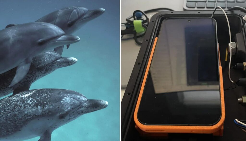 Delfines moteados a izquierda, y el sistema CHAT para hablar con ellos a derecha