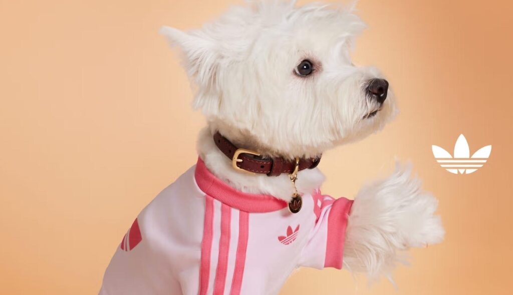 un perro con una camiseta rosa de adidas