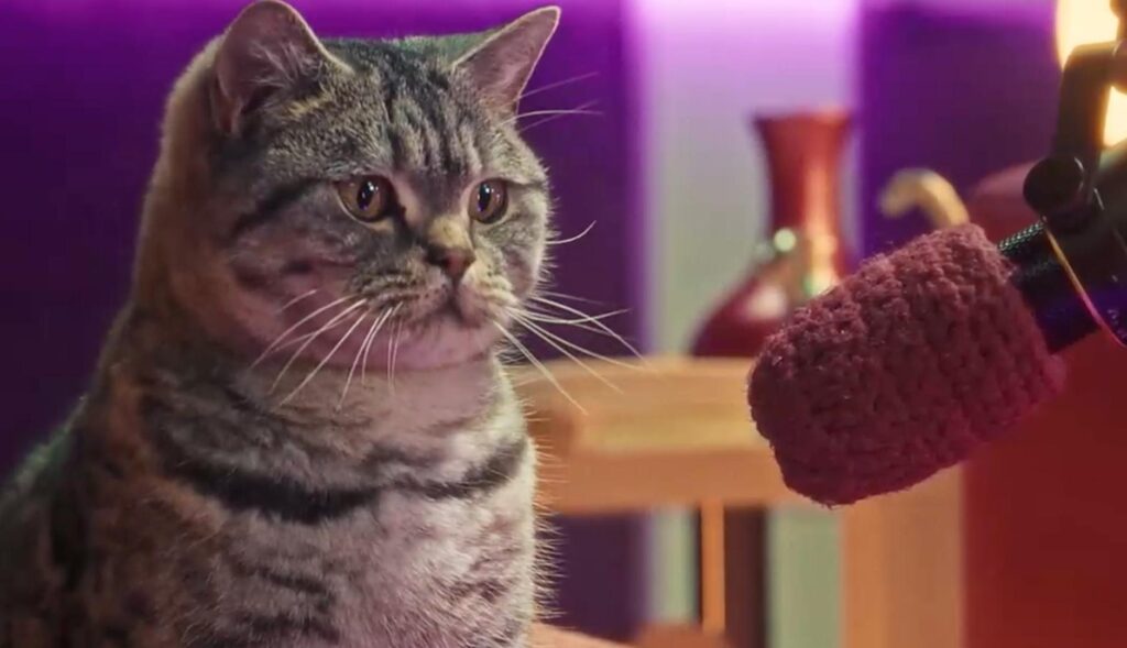 Un gato delante de un micrófono de podcast