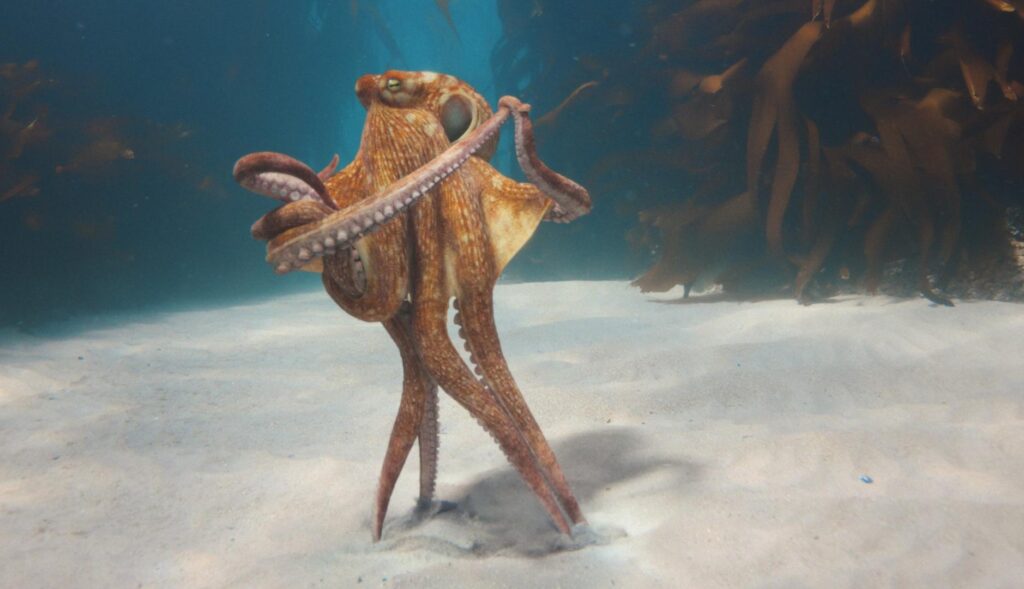 Imagen de un pulpo bailando