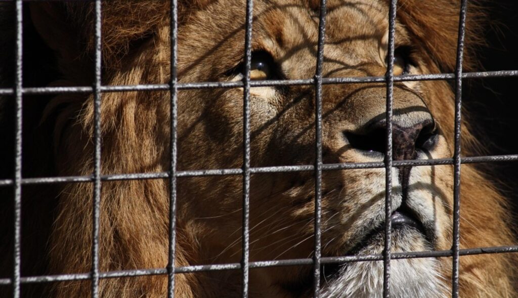 un leon enjaulado