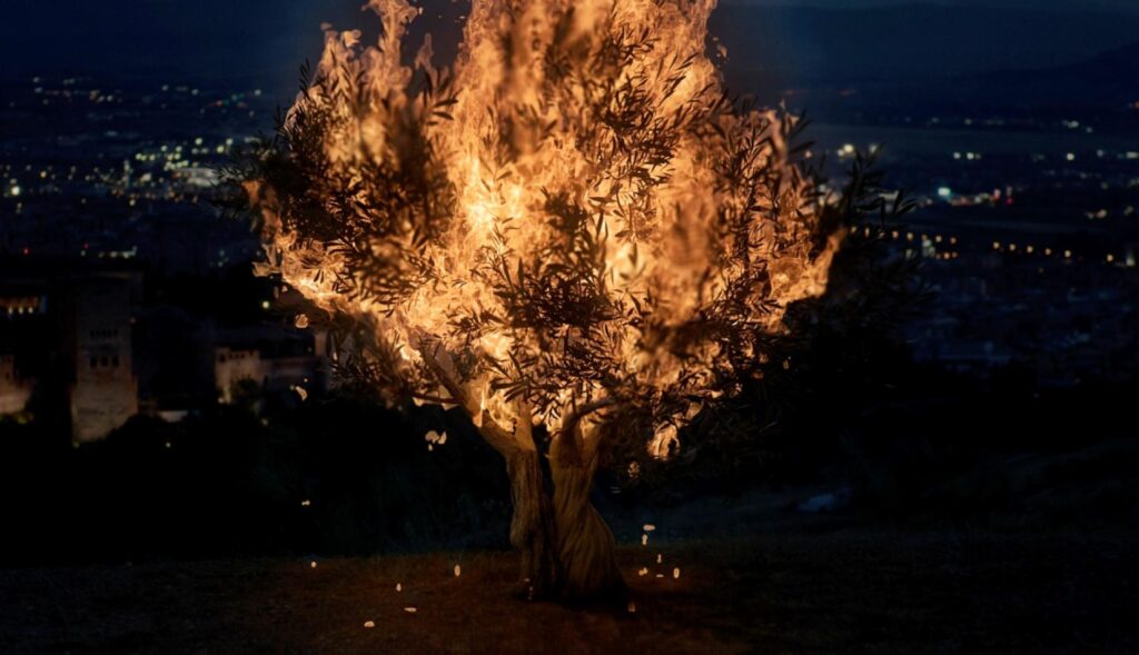 un olivo en llamas