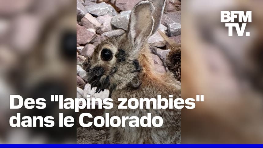 Is it true that a virus transforms animals into “zombie” in the United States?