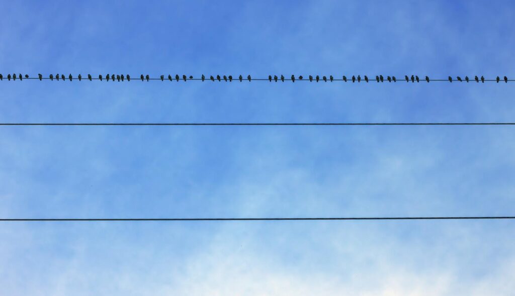 Pájaros sobre un cable eléctrico