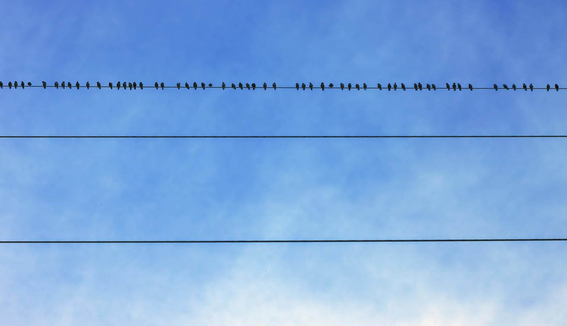 Pájaros sobre un cable eléctrico