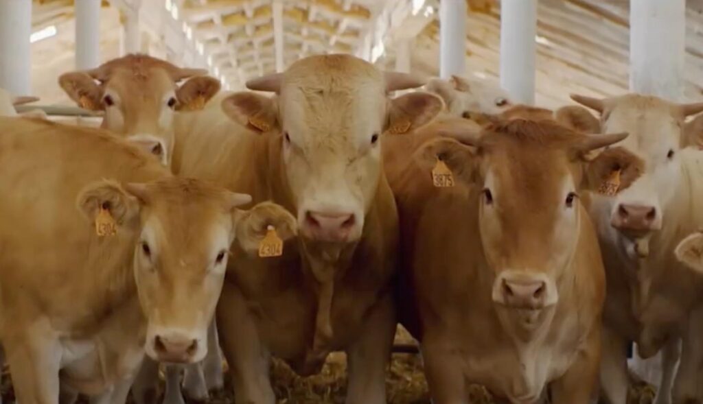 varias vacas marrones en un establo mirando a la cámara