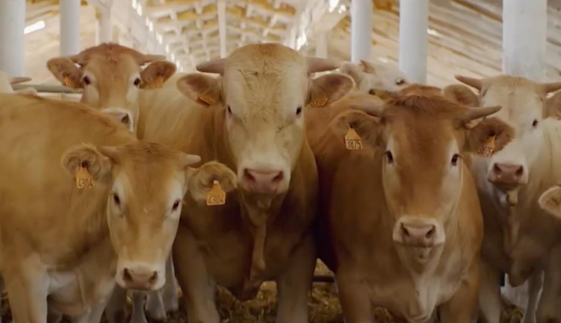 varias vacas marrones en un establo mirando a la cámara
