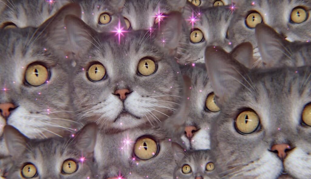Un collage de la cara de un gato repetida muchas veces con destellos rosas
