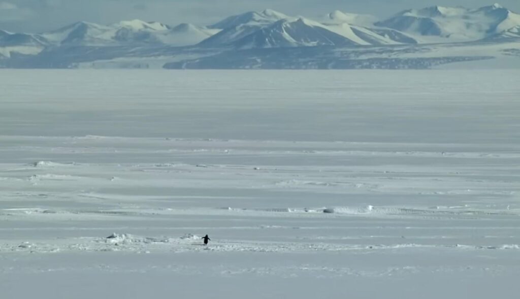Pingüino andando en la nieve