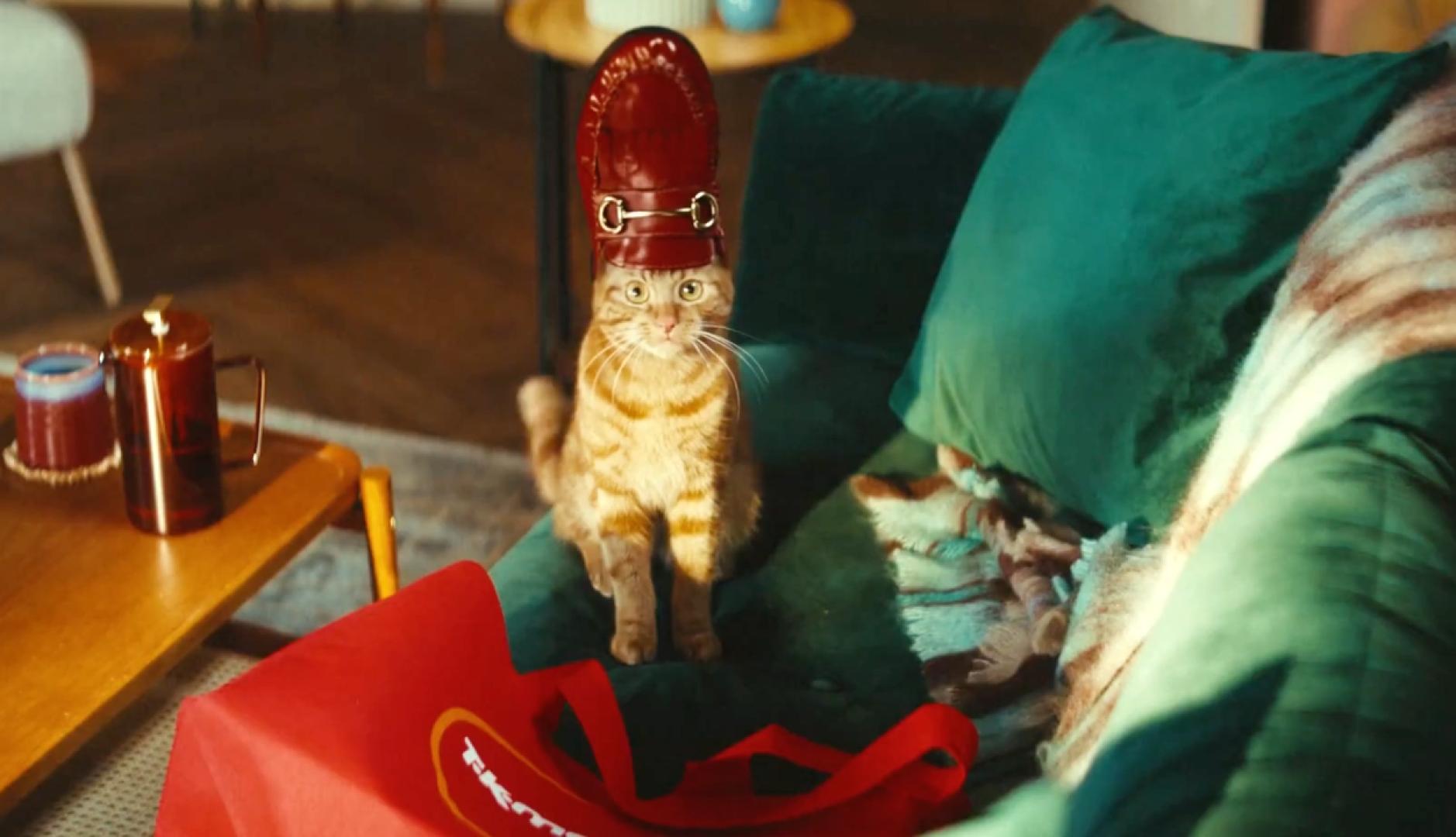 Un gato marrón con un zapato mocasión rojo en la cabeza