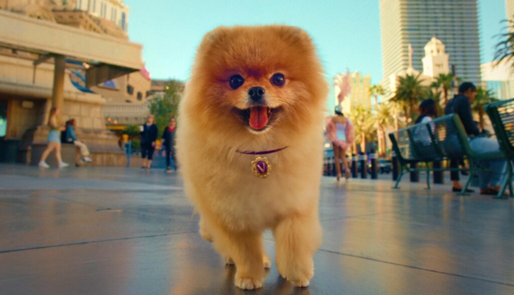 Un pomerania corriendo con la lengua fuera